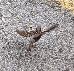 Passer domesticus