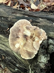 Bresadolia craterella