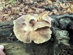 Bresadolia craterella