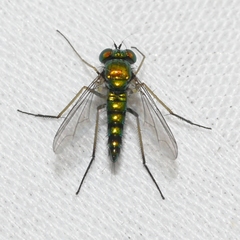 Condylostylus connectans