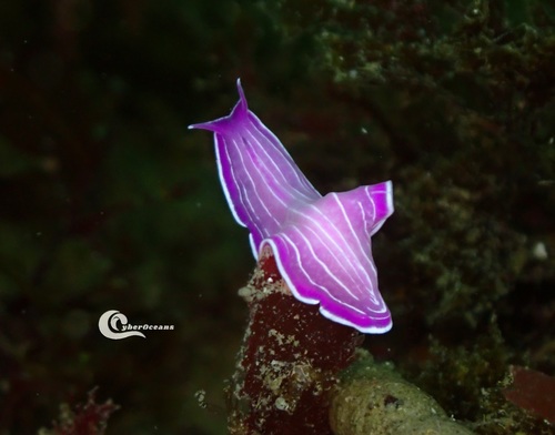 Pink Flatworm, 2970 Sesimbra, Portugal, photo 9 of 10