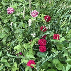 Dianthus barbatus