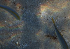 Caranx bartholomaei