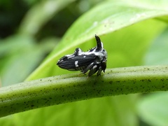 Notocera bituberculata