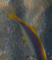 Caranx bartholomaei
