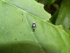 Notocera bituberculata