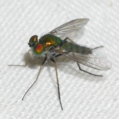 Condylostylus connectans