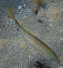 Caranx bartholomaei