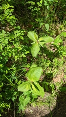 Trillium viride