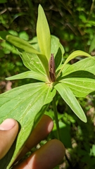 Trillium viride