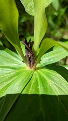 Trillium viride