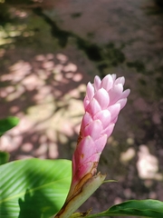 Alpinia purpurata