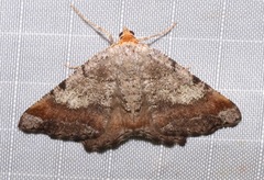 Macaria distribuaria