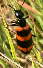 Mylabris cincta