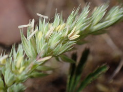 Dactylis glomerata lobata