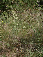 Dactylis glomerata lobata