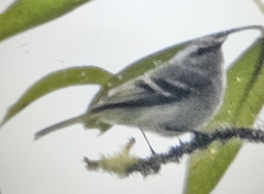 Mecocerculus stictopterus