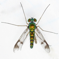 Condylostylus scaber