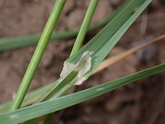 Dactylis glomerata lobata