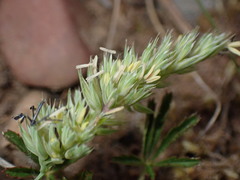 Dactylis glomerata lobata