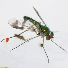 Condylostylus scaber