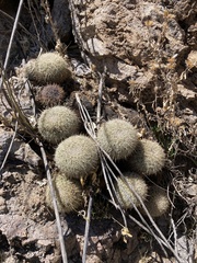 Coryphantha recurvata