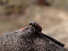 Dendroctonus rufipennis