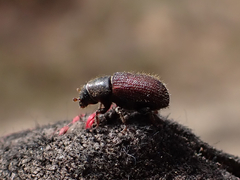 Dendroctonus rufipennis