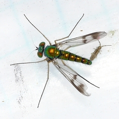 Condylostylus scaber