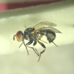 Thecophora distincta