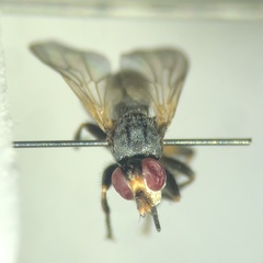 Thecophora distincta