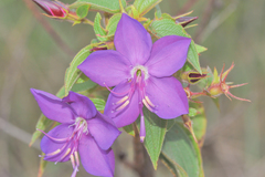 Rhynchanthera grandiflora