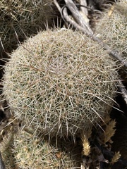 Coryphantha recurvata