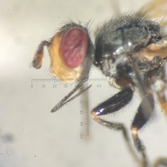 Thecophora distincta