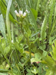 Cardamine breweri