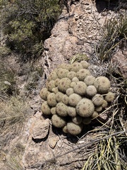 Coryphantha recurvata
