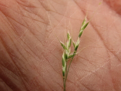 Festuca subulata
