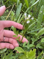 Cardamine breweri