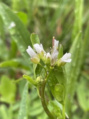 Cardamine breweri
