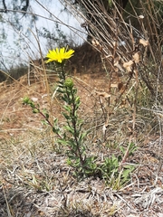 Grindelia inuloides