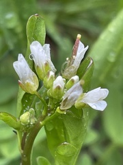 Cardamine breweri
