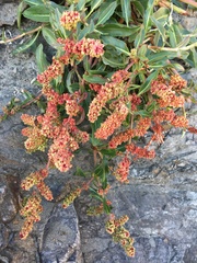 Rumex crassus