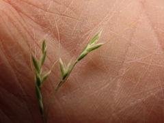 Festuca subulata