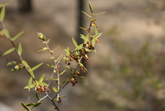 Styphelia biflora