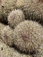 Coryphantha recurvata