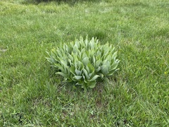 Veratrum californicum