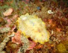 Doriopsilla areolata