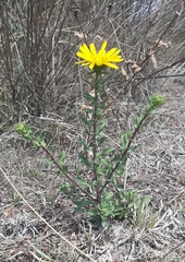 Grindelia inuloides