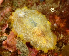 Doriopsilla areolata