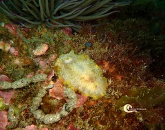 Doriopsilla areolata